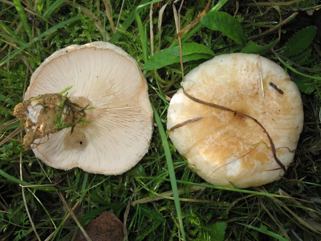 Мицелий Волнушки белой (Lactarius pubescens)